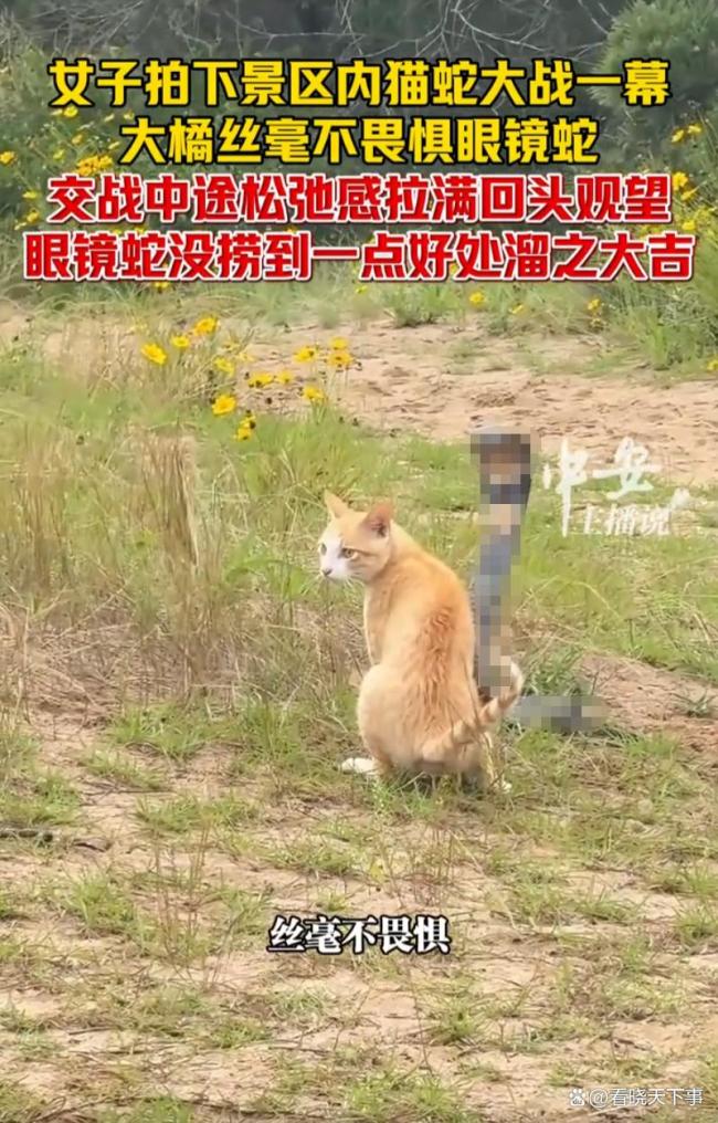 橘猫“硬刚”眼镜蛇全程无惧