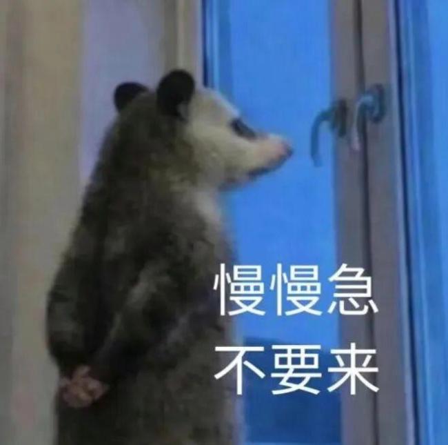 爆火的负鼠为啥能成年轻人“嘴替” 幽默化解压力