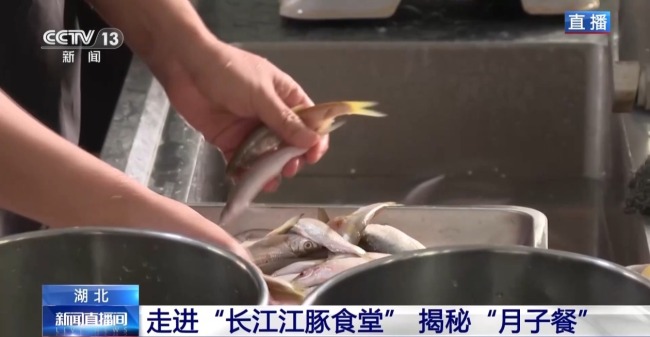 “止跌回升”多元保护体系守护长江江豚
