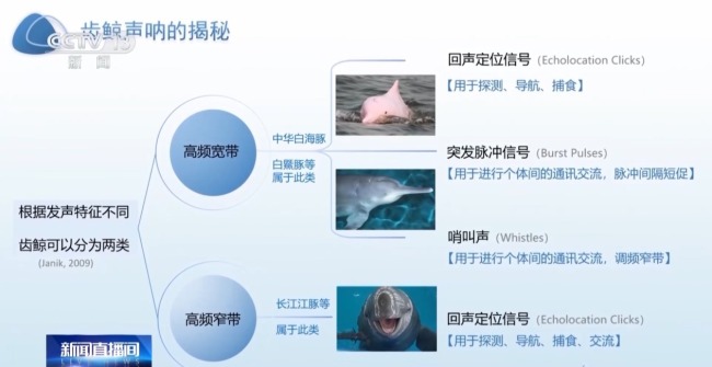 “止跌回升”多元保护体系守护长江江豚
