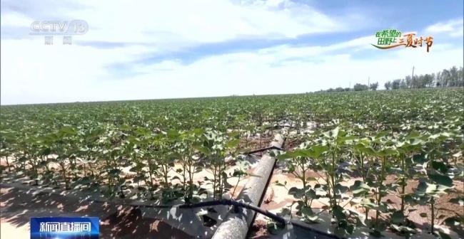 全国多地夏收夏管稳步推进 科技助力高效作业