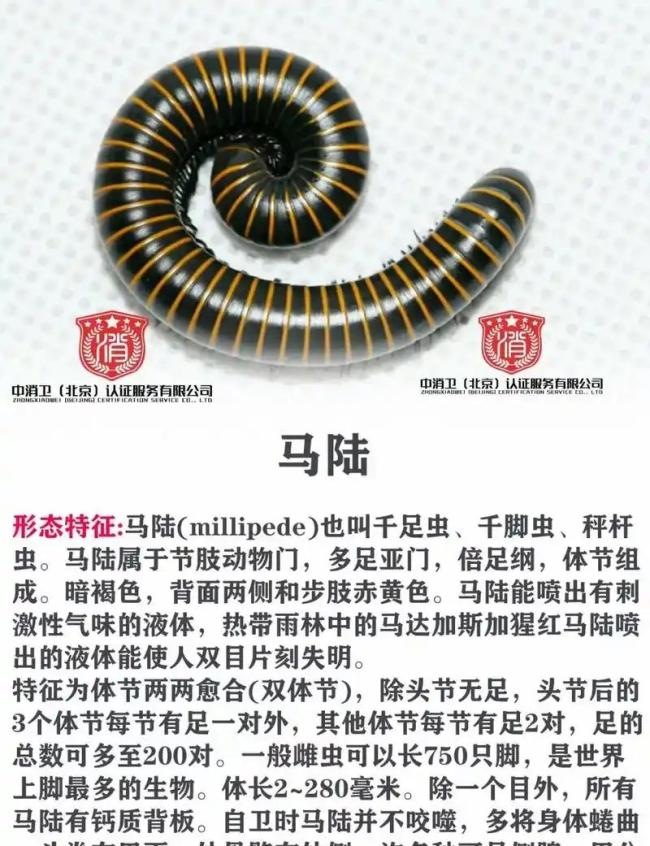 公园树下“千足虫”横行 专家科普 城市人对自然的陌生感