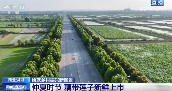 洪湖碧水忆峥嵘 红色水乡绘就乡村振兴新图景