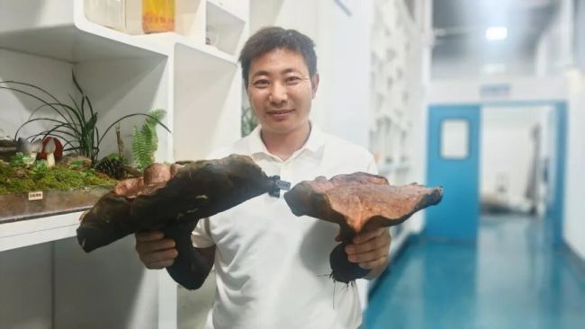 云南广南现巨型见手青 罕见发现引关注