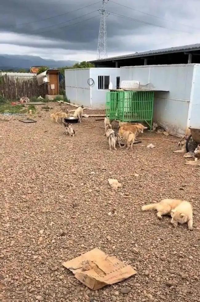 丽江一“狗咖”数十只哈士奇遭遗弃