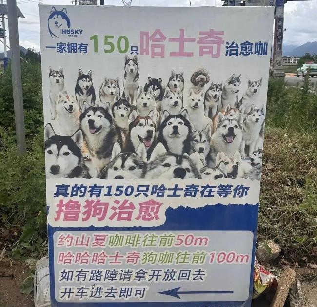 当地介入狗咖老板失联数十只犬遭遗弃 志愿者自发施救