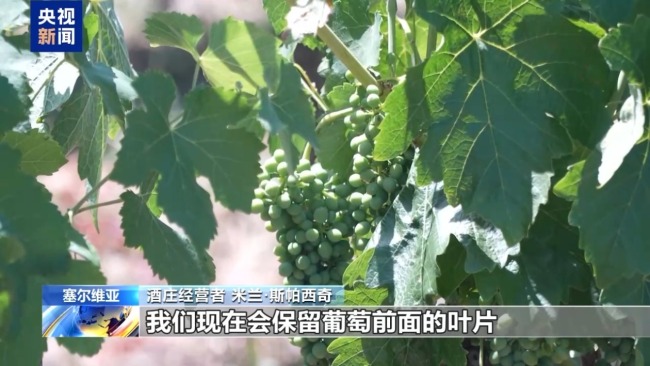热浪持续 塞尔维亚葡萄园面临挑战