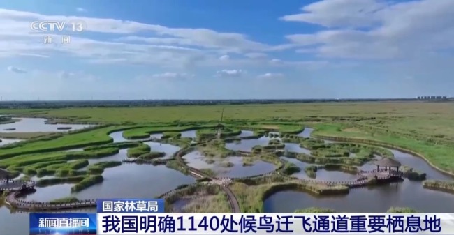濒危种群稳中有升 我国鸟类保护成效显著