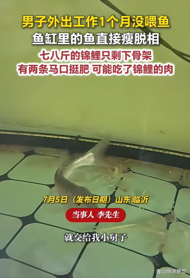 1个月没喂 七八斤锦鲤只剩骨架 鱼缸里的残酷生存战