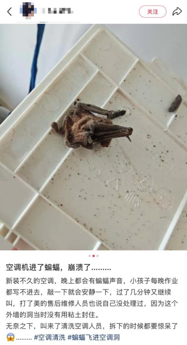 男子洗空调发现内部十几只蝙蝠 清洗惊现意外访客