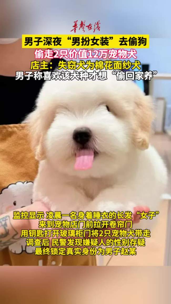 男子乔装偷走价值12万宠物犬