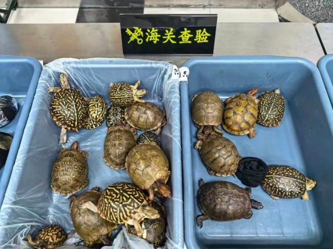 8名女子入境绑藏53只活体龟