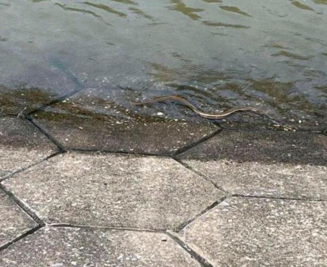 广西横州急需蛇毒血清？医院回应 道路受阻成难题