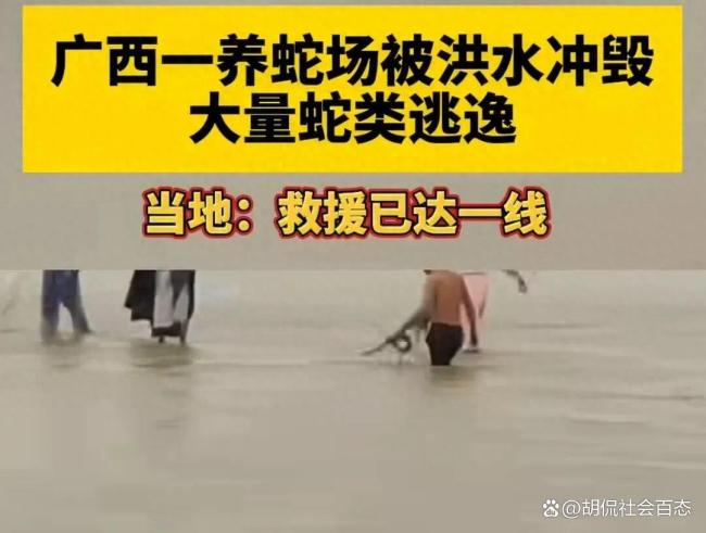 广西横州急需蛇毒血清 洪水致毒蛇泛滥咬伤村民