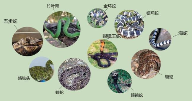 大叔采茶被竹叶青咬到肚子 夏日蛇伤频发警醒