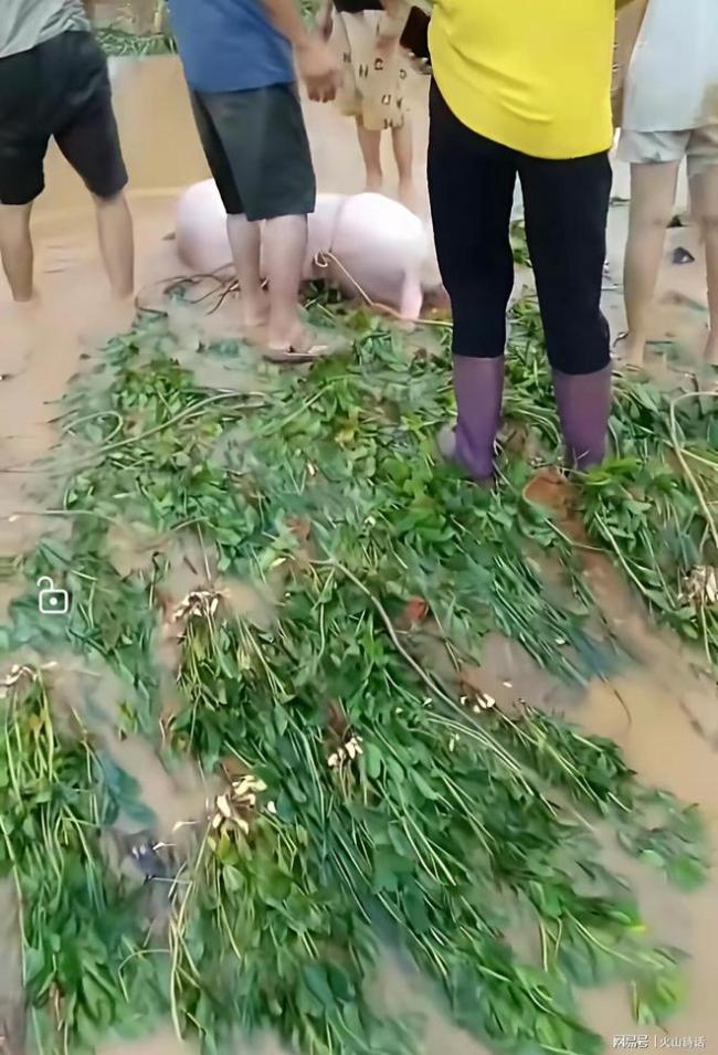 村民用抓木机在洪水中打捞生猪 展现人间温情与生存力量