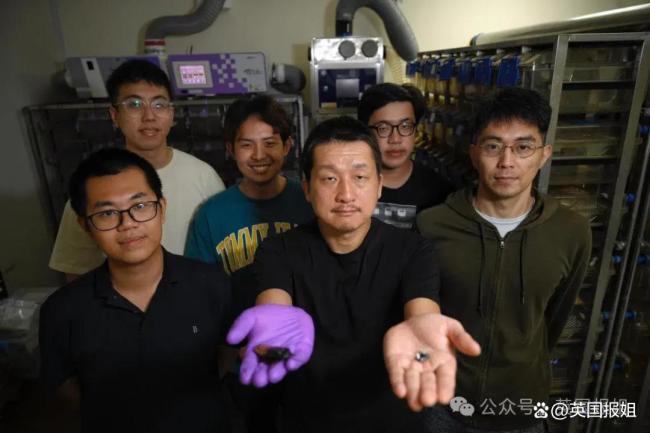 日本科学家给蟑螂穿上潜水服 开启水下救援新纪元