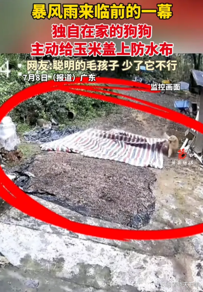 狗狗赶在大雨前给玉米盖防水布