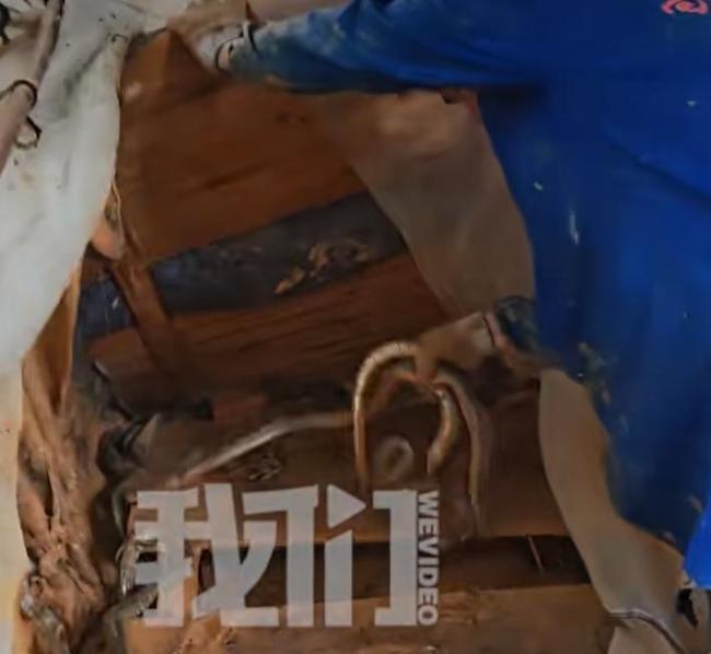 广西横州捕蛇者徒手捉蛇