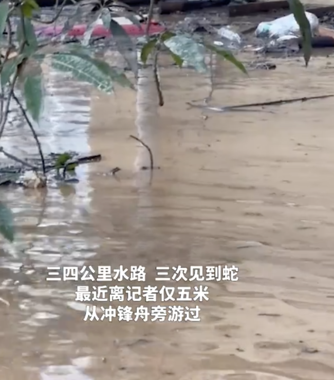 三四公里水路记者三次看到蛇