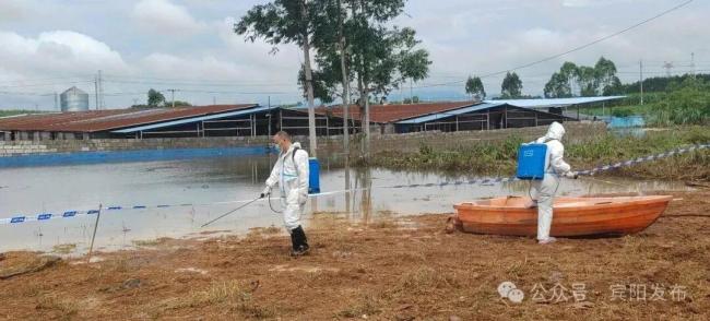 广西宾阳通报养殖场大量生猪死亡