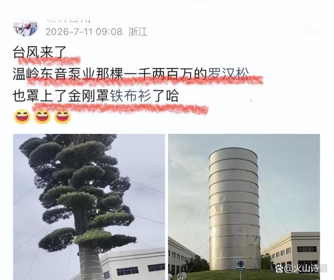 老板给树套“金刚罩”防台风