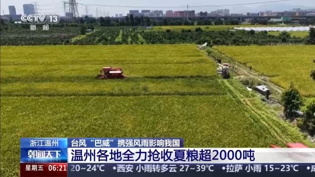 浙江温州风雨将至 各地抢收作物