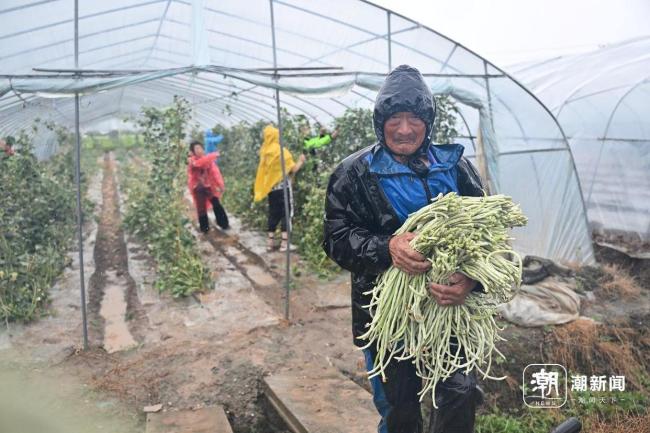 台风外围影响温岭 志愿者抢收农作物 紧急行动保农设施