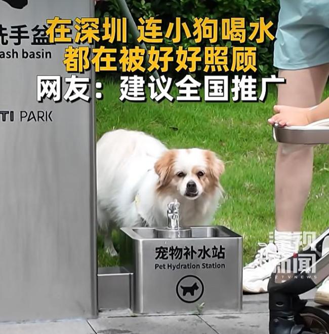 多地出现宠物狗使用公共直饮水 官方加强管理与消毒措施