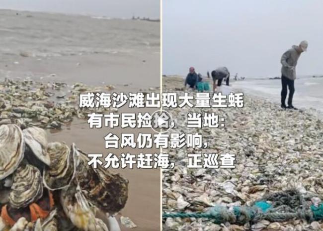 山东威海一沙滩出现大量生蚝