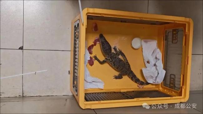前员工为报复泄愤偷走老板饲养鳄鱼，双双被处罚 鳄鱼暂住派出所