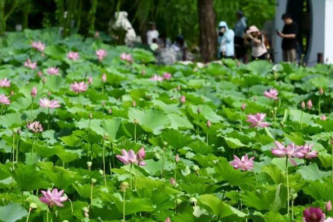 在北京邂逅京城限定的浪漫风光 城区里的江南景致