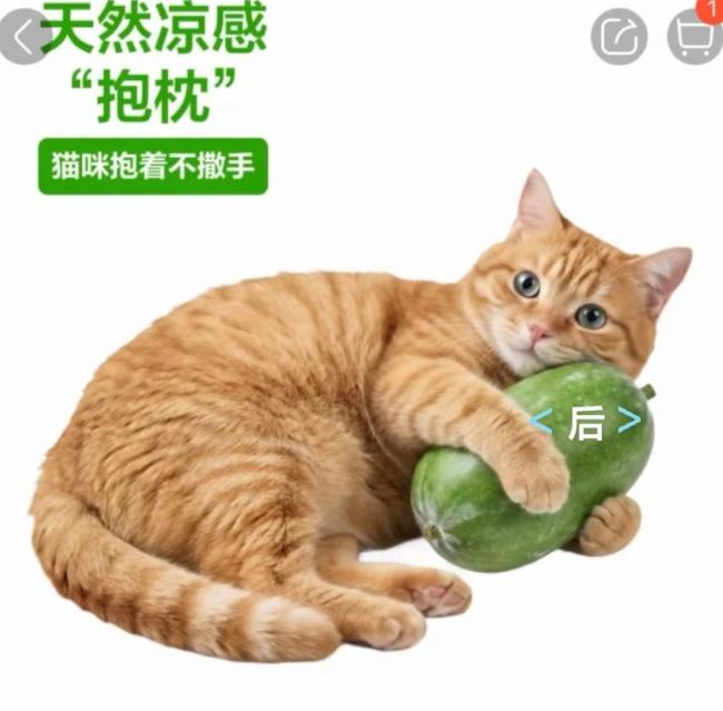 盒马猫咪抱冬瓜宣传图被吐槽照骗 反向带货引发热议