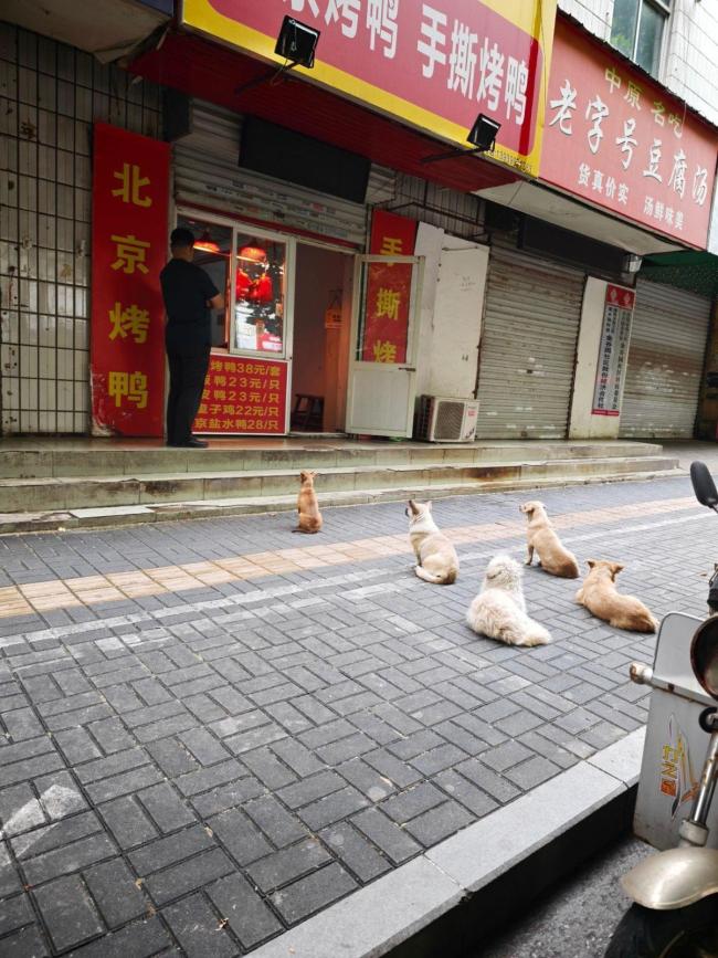 5只小狗烤鸭店排队等吃鸭屁股