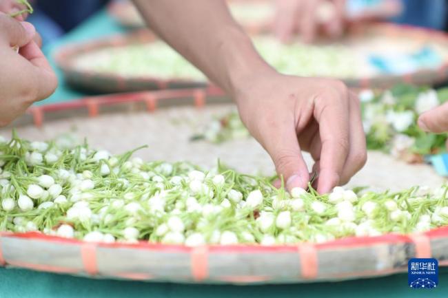 洪水退去横州茉莉花重新冒芽 产业链修复待时日