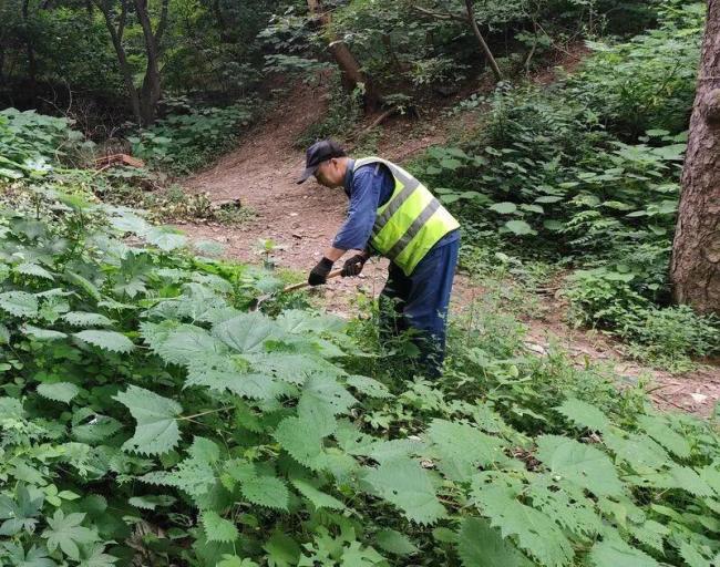 北京多家公园惊现“咬人草”?碰一下就火辣辣痛,园方提示 小心荨麻刺毛