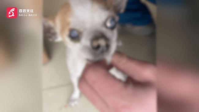 两只小狗遭剥皮离世 悬赏1万找虐狗者 悬赏多日未获线索