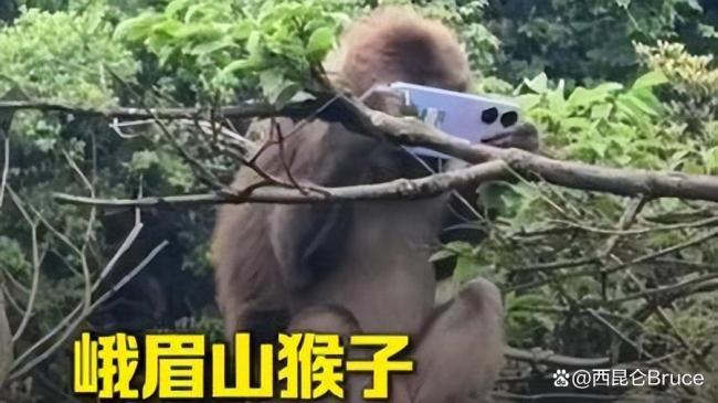 游客拿假蛇防峨眉山猴子