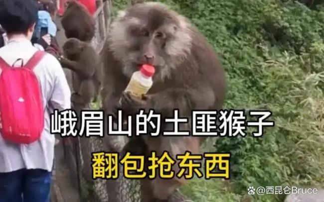 峨眉山猴子