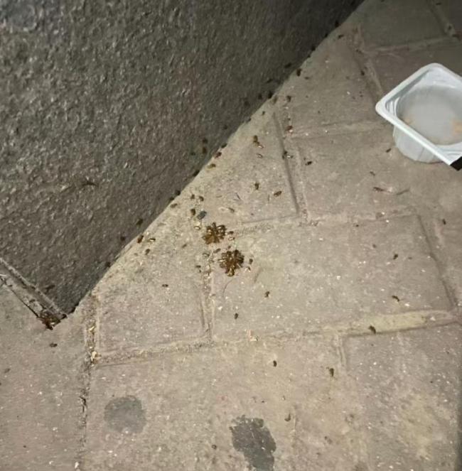 西安一小区蟑螂泛滥越杀越多 全楼统一消杀成关键