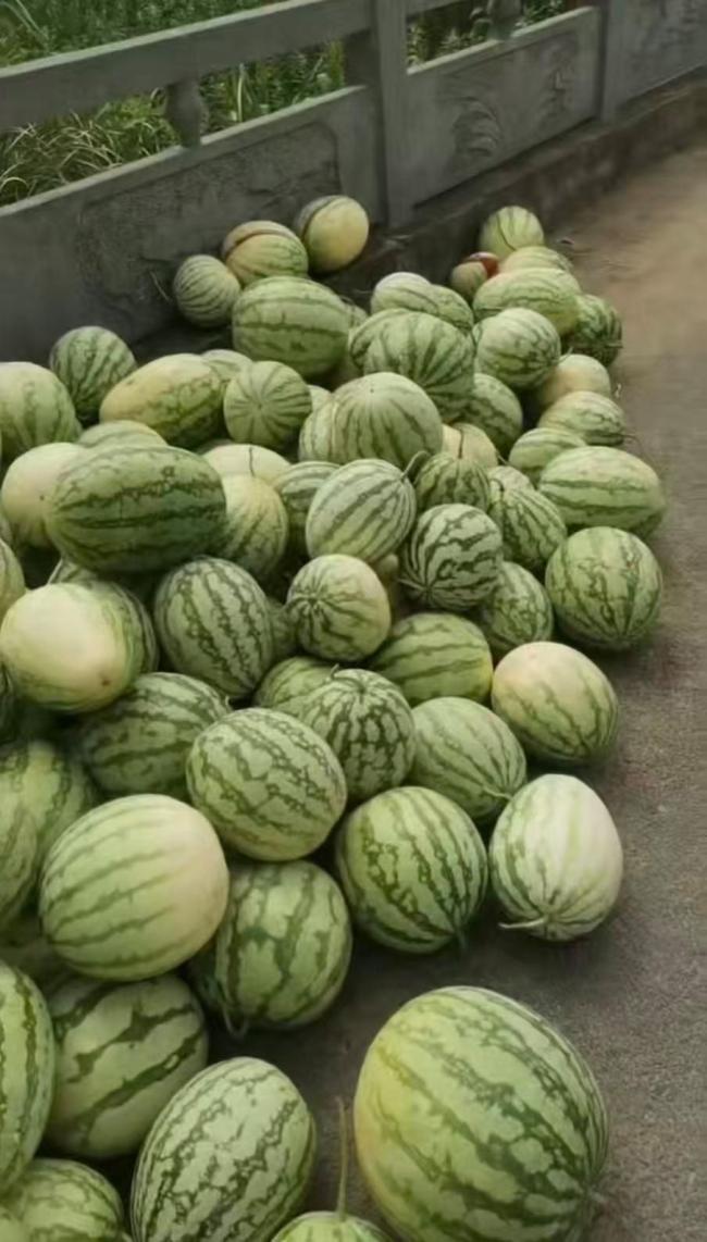 许昌瓜农为滞销西瓜求援