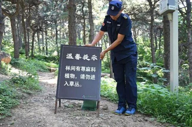 北京山里有蜇人的蝎子草 公园增设警示标识提醒游客注意