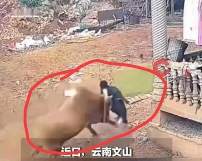男子被自家牛多次顶翻致肋骨断裂 妻子抡锄头施救