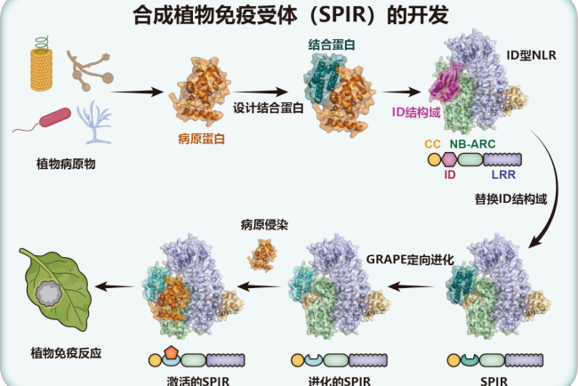 我国科研团队实现植物免疫受体精准定制化设计