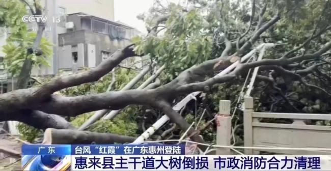 台风红霞让集装箱移位大树成片倒伏 强风雨影响持续