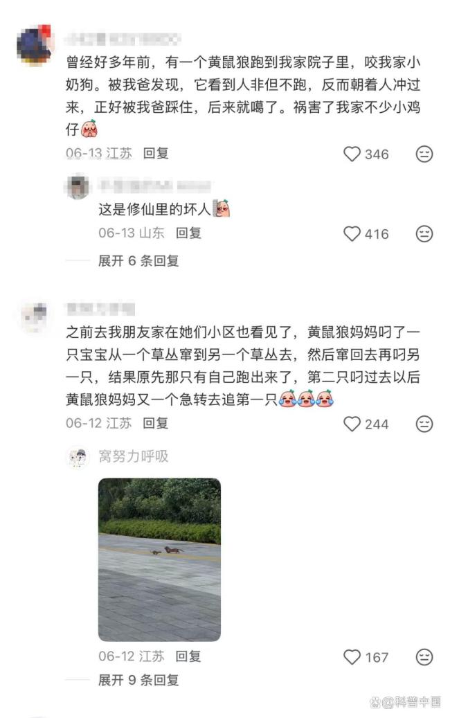 为什么城市里的黄鼠狼越来越多 城市生存秘诀揭晓