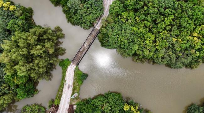 广州红树林“卖空气”成交10.5万元 碳汇交易助力生态保护