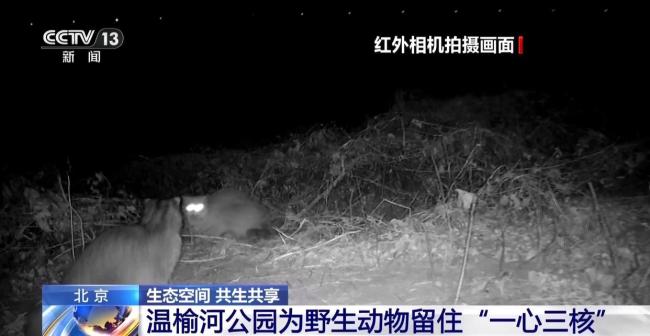 北京正成为珍稀野生动物宜居家园 生态修复成效显著