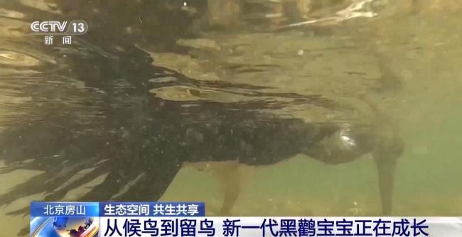北京正成为珍稀野生动物宜居家园 生态修复成效显著