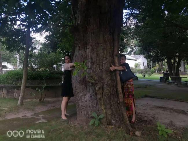祖辈种207万古树被警方扣押又遭转赠 权属争议持续多年